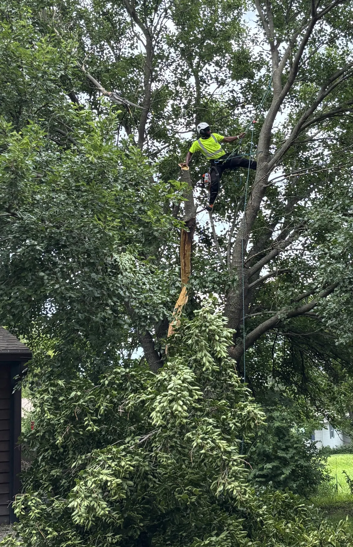 Sedryck Tree Services climber working high in a mature residential tree