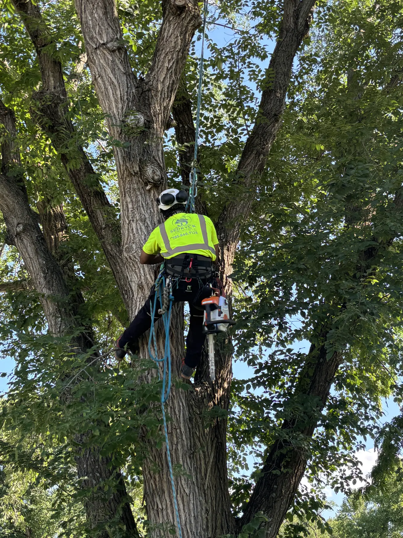 Sedryck Tree Services climber secured in a mature tree with rigging ropes